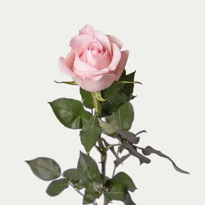 Фото розы лучано для полиграфических работ и рекламных материалов
