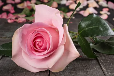 Фотография розы лучано с насыщенными цветами