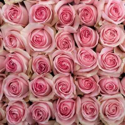 Фото розы лучано в нежном цветовом оттенке