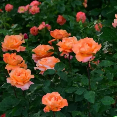 Роза луи де фюнес: оригинальное изображение