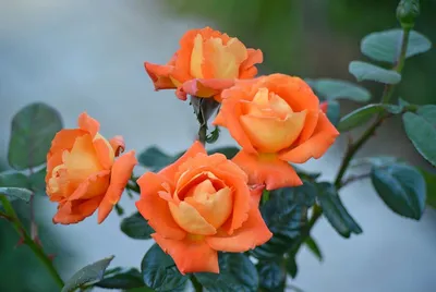 Изображение розы луи де фюнес для скачивания