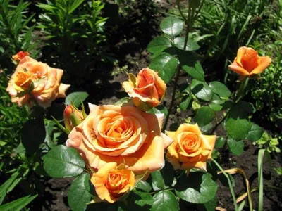 Фото розы луи де фюнес на белом фоне