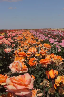 Розы луи де фюнес во всех размерах на фото
