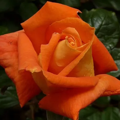 Картинка розы луи де фюнес для скачивания
