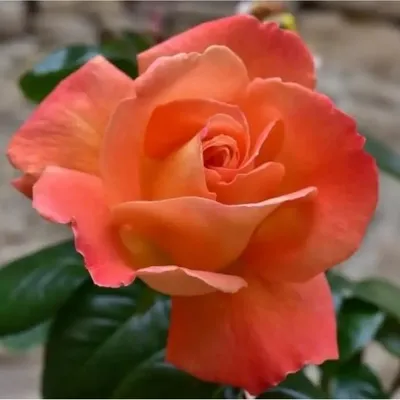 Красивая роза луи де фюнес в формате jpg