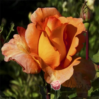 Роза луи де фюнес в формате png на фото