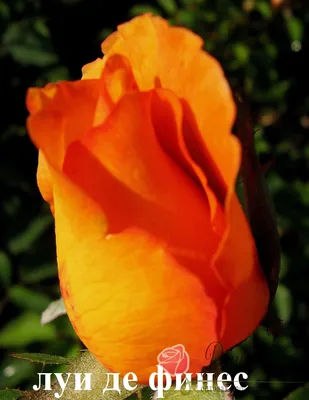 Фотография розы луи де фюнес во всех размерах