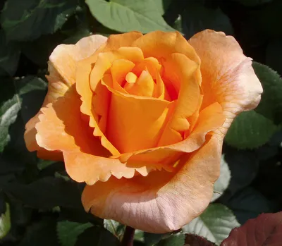 Роза луи де фюнес на фото с выбором формата