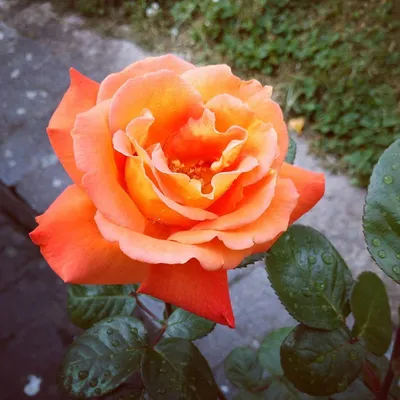 Картинка розы луи де фюнес