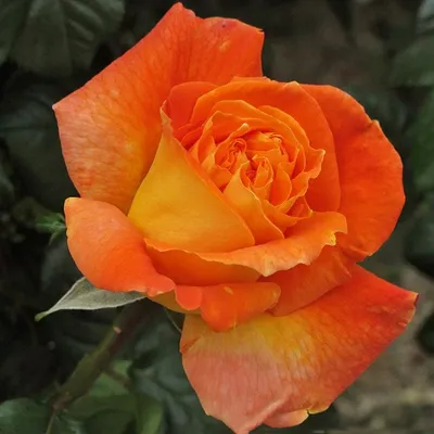 Картинка розы луи де фюнес в формате jpg для скачивания