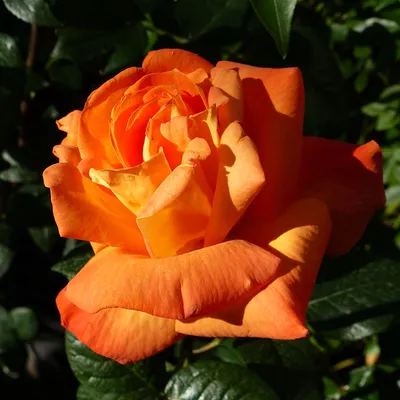 Красивое фото розы луи де фюнес