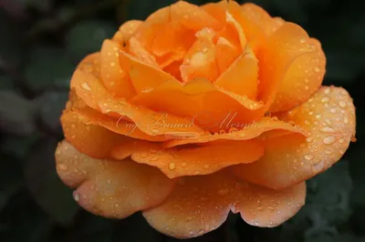 Фотография розы луи де фюнес в формате webp