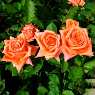 Изображение розы луи де фюнес с возможностью выбора размера и формата