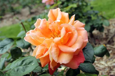 Картинка розы луи де фюнес для использования