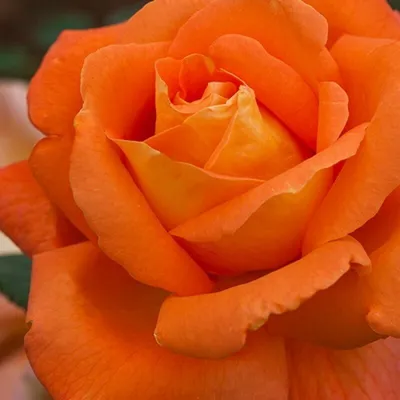Красивая роза луи де фюнес в формате jpg на фото