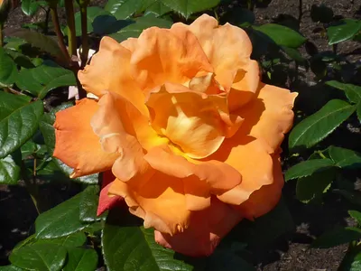 Роза луи де фюнес в формате png с возможностью выбора размера