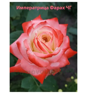 Фото розы луи де фюнес в формате webp на белом фоне