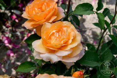 Изображение розы луи де фюнес для скачивания в разных размерах
