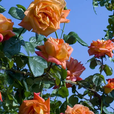 Фотография розы луи де фюнес с выбором размера и формата