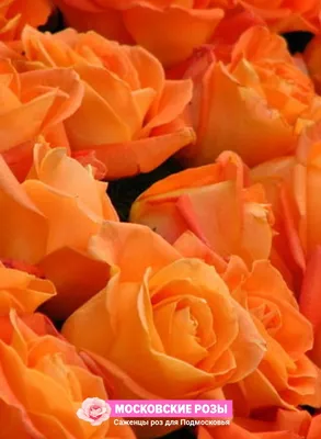 Картинка розы луи де фюнес в формате jpg в высоком разрешении