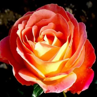 Красивое фото розы луи де фюнес в формате png