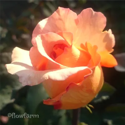 Фотография розы луи де фюнес во всех размерах и форматах