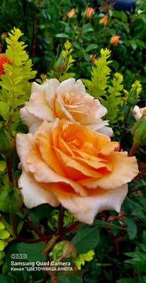 Изображение розы луи де фюнес для использования на сайте