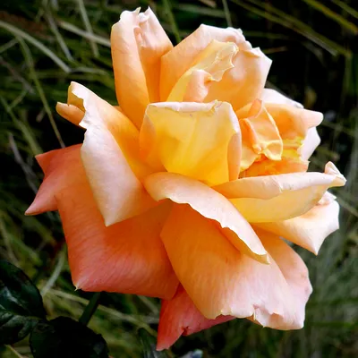 Картинка розы луи де фюнес в формате jpg на белом фоне