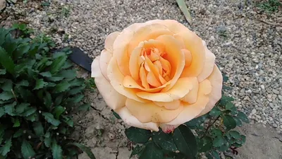 Красивая роза луи де фюнес в формате png с возможностью выбора формата