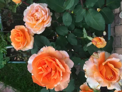 Фото розы луи де фюнес в формате png
