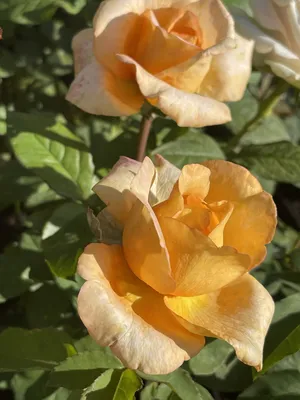 Роза луи де фюнес в формате webp для скачивания в высоком разрешении
