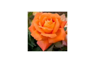 Фото розы луи де фюнес на фоне природы