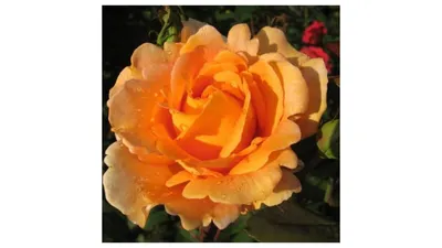 Изображение розы луи де фюнес с возможностью выбора размера и формата для скачивания