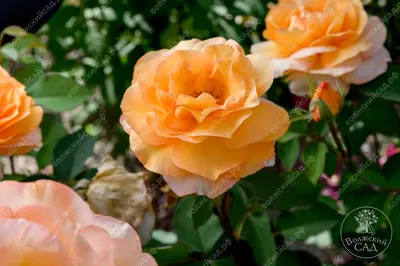 Картинка розы луи де фюнес в формате jpg с высоким качеством