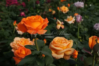 Красивая роза луи де фюнес на фото