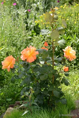 Роза луи де фюнес в разных размерах на изображении