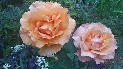 Фотография розы луи де фюнес с выбором размера