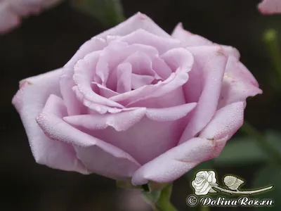 Роза майзер: фото с насыщенными цветами