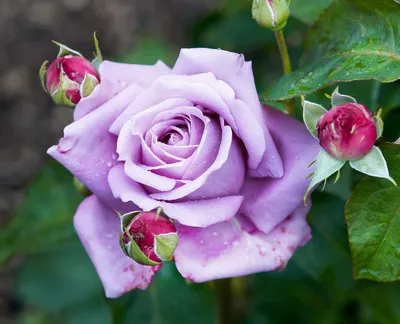 Загадочное изображение розы майзер