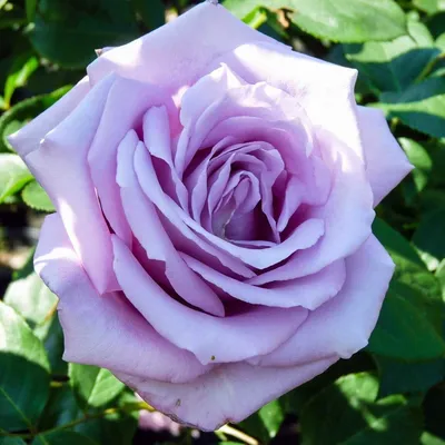 Фотка розы майзер для загрузки в высоком качестве