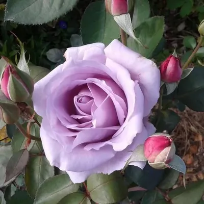 Изображение розы майзер в формате png для декорации