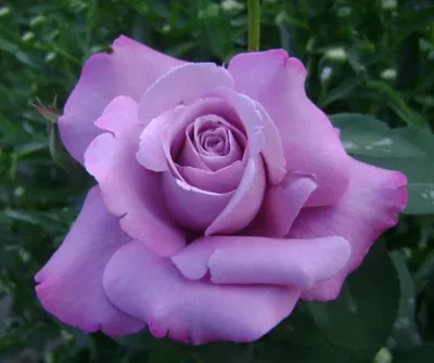 Фото розы майзер с уникальным форматом webp