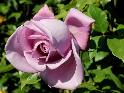 Красивое изображение розы майзер для сохранения в png