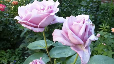 Очаровательное изображение розы майзер для вдохновения