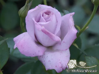 Уникальная картинка розы майзер
