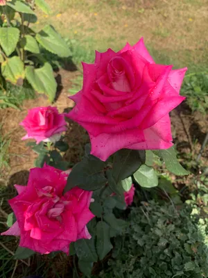 Изображение розы майзер в формате png: сохраните на устройство