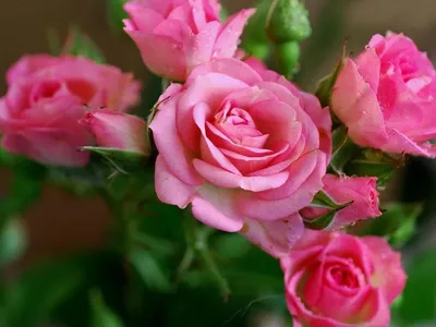 Роза майзер: фото с яркими и насыщенными цветами