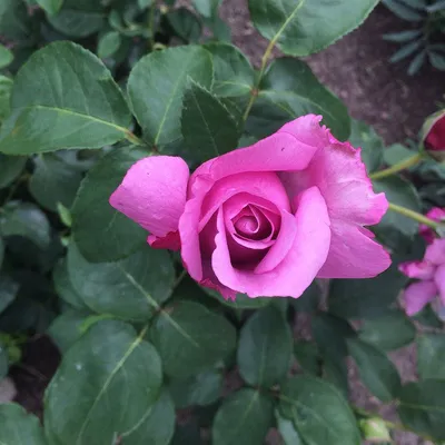 Замечательное изображение розы майзер в png формате
