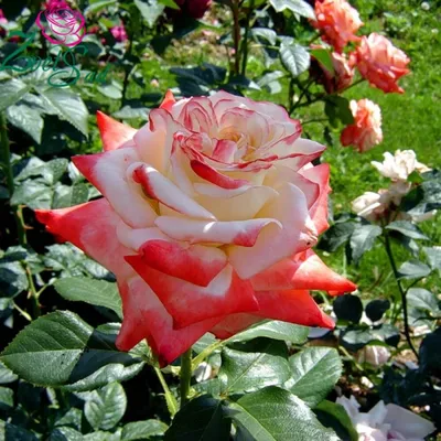 Фото розы майзер, которая олицетворяет красоту