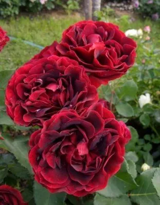 Изображение розы майзер в стильном исполнении